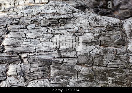 Sfondo di corteccia dell'albero bruciato. Tessitura di legno bruciato. Messa a fuoco selettiva Foto Stock