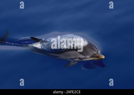 Stenella striata al largo di Genova, Stenella coeruleoalba, delfino striato Foto Stock