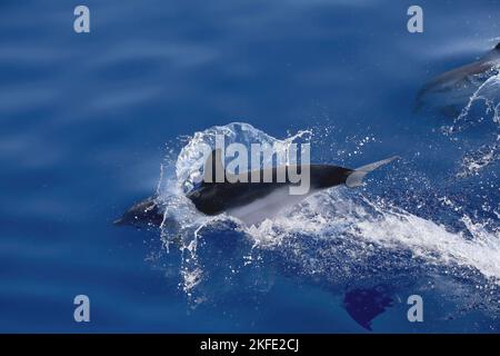 Stenella striata al largo di Genova, Stenella coeruleoalba, delfino striato Foto Stock