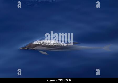 Stenella striata al largo di Genova, Stenella coeruleoalba, delfino striato Foto Stock