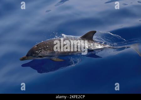 Stenella striata al largo di Genova, Stenella coeruleoalba, delfino striato Foto Stock