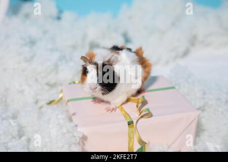 Trichromatic porcellino d'India grazioso siede sulla scatola attuale legata con nastro. Decorazioni invernali in materiale riempitivo bianco. Bianco-arancione-nero cavy come regalo Foto Stock