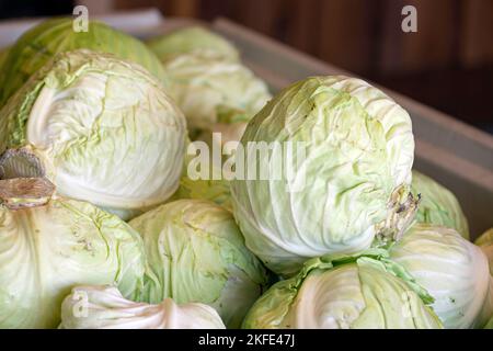 Teste di cavolo in esposizione per la vendita ad un mercato degli agricoltori. Foto Stock