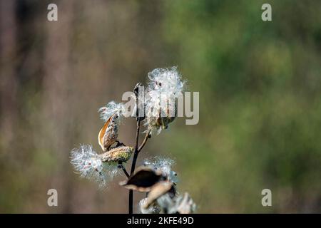 Cialde comuni (Asclepias syriaca) busto aperto esponendo i semi. Molte farfalle da latte, compreso il monarca, si affidano a questa pianta esclusiva Foto Stock