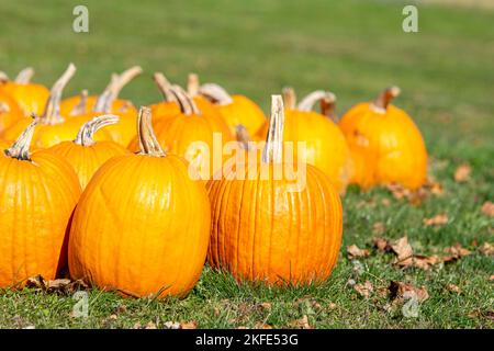 Zuckinsin arancione un gruppo su erba in uno stand di produzione nel mese di ottobre. Foto Stock