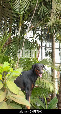 un cane nero doberman pinscher guardia e in piedi tra piante verdi e alberi vicino alla recinzione in un pomeriggio d'estate Foto Stock