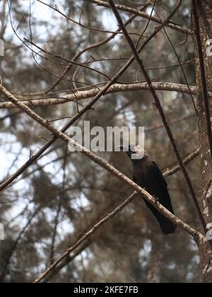 un corvo nero che arrocca sul ramo di un albero in una foresta decidua nel pomeriggio estivo Foto Stock