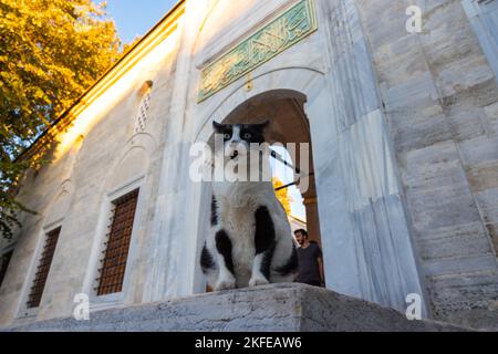 Gatti randagi di Istanbul. Gatto randagio seduto sulle scale di una moschea. Istanbul Turkiye - 9.9.2022 Foto Stock