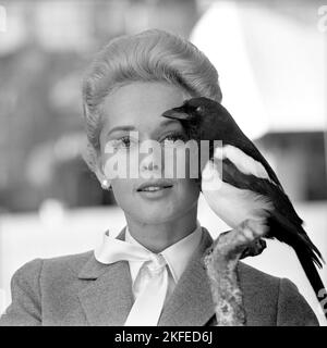 Tippi Hedren. Attrice americana, nata nel gennaio 19 1930. È stata scoperta dal regista Alfred Hitchcock e ha ottenuto grandi elogi per il suo lavoro nel suspense-thriller The Birds 1963. Nella foto, quando si visita la Svezia per promuovere il film. Foto Stock