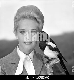 Tippi Hedren. Attrice americana, nata nel gennaio 19 1930. È stata scoperta dal regista Alfred Hitchcock e ha ottenuto grandi elogi per il suo lavoro nel suspense-thriller The Birds 1963. Nella foto, quando si visita la Svezia per promuovere il film. Foto Stock