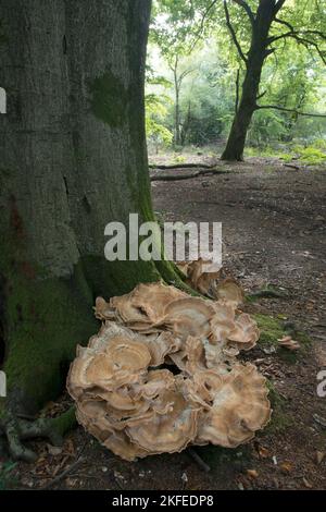 Polipo gigante: Meripulus giganteus. Su Faggio. Surrey, Regno Unito Foto Stock