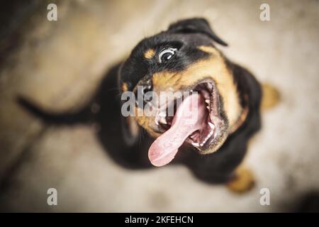 Rottweiler cucciolo Foto Stock