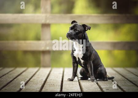 Staffordshire Bullterrier Foto Stock