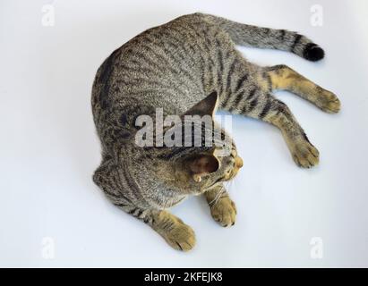 gatto accovacciato su sfondo bianco Foto Stock