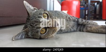 foto ravvicinata del viso del gatto, gatto addormentato Foto Stock