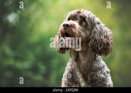 Il portoghese cane di acqua Foto Stock