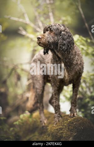 Il portoghese cane di acqua Foto Stock