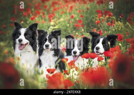 Colllie di bordo in papavero Foto Stock