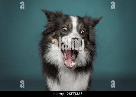 Trattamento delle catture di collie al confine Foto Stock