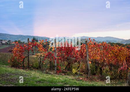 Paesaggio autunnale, vigneti a Castelvetro di Modena Foto Stock