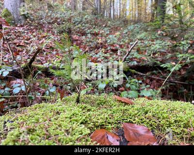 una conifera cresce in un altro tronco d'albero con muschio verde Foto Stock