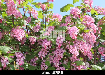 Primo piano Pink Summer Flowers a Oxford, Regno Unito Foto Stock