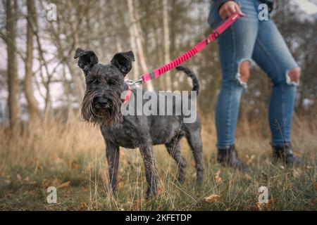Schnauzer in miniatura con collare rosso e guinzaglio con proprietario oscurato Foto Stock