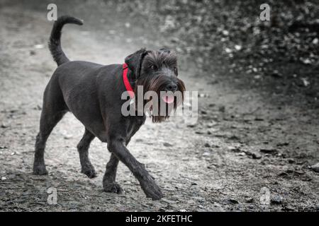 Grande Black Schnauzer Walking con colletto rosso in una colorazione selettiva delle immagini in bianco e nero Foto Stock