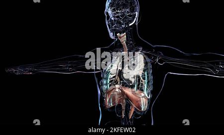 Human Respiratory System polmoni Anatomy Animation Concept. Polmone visibile, ventilazione polmonare, trachea, illustrazione medica realistica di alta qualità 3D Foto Stock