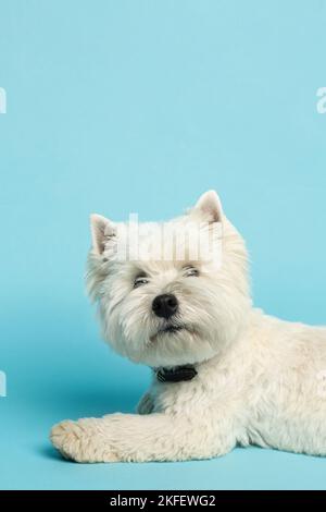 il corriere bianco dell'altopiano occidentale si stenderà con la sua tenaglia fuori, su sfondo blu. Foto di alta qualità Foto Stock