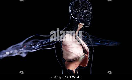 Human Respiratory System polmoni Anatomy Animation Concept. Polmone visibile, ventilazione polmonare, trachea, illustrazione medica realistica di alta qualità 3D Foto Stock