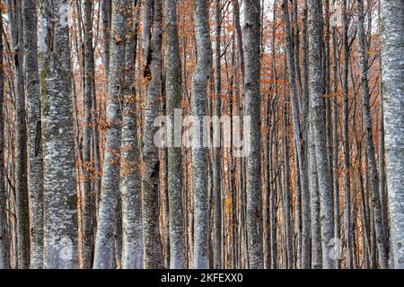 steli dritti di faggi nella foresta, la natura Foto Stock