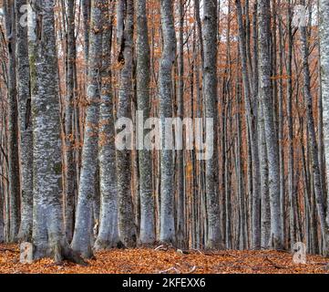 steli dritti di faggi nella foresta, la natura Foto Stock