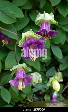 Coppa-e-piattino vite o cattedrale campane fiori (Cobaea scandens) in giardino Foto Stock