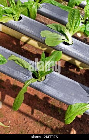 Lattughe coltivate in sistema idroponico, Teresopolis, Rio de Janeiro, Brasile Foto Stock