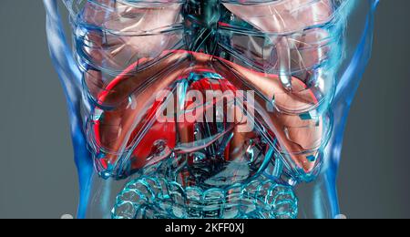 Human Respiratory System polmoni Anatomy Animation Concept. Polmone visibile, ventilazione polmonare, trachea, illustrazione medica realistica di alta qualità 3D Foto Stock