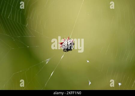 Spinosa Orb Weaver Spider Foto Stock