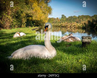 cigni che riposano Foto Stock