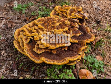 LAETIPORUS Foto Stock