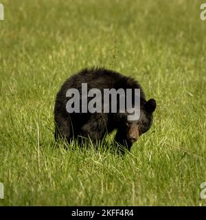 Black Bear guarda direttamente alla Camera in Field a Cades Cove Foto Stock