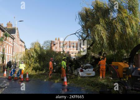 Exeter, Regno Unito, 18 novembre 2022: Dopo diversi giorni di piogge intermittenti, un grande salice piangente cadde di notte attraverso Longbrook Street, schiacciando un'auto e bloccando il traffico. Gli operai del consiglio stavano sgombrando l'albero durante la mattina. Anna Watson/Alamy Live News Foto Stock