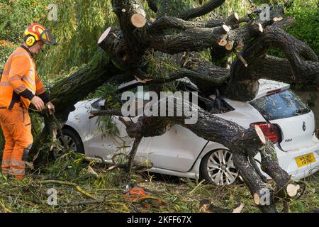 Exeter, Regno Unito, 18 novembre 2022: Dopo diversi giorni di piogge intermittenti, un grande salice piangente cadde di notte attraverso Longbrook Street, schiacciando un'auto e bloccando il traffico. Gli operai del consiglio stavano sgombrando l'albero durante la mattina. Anna Watson/Alamy Live News Foto Stock