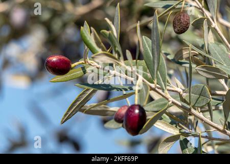 Bacche d'oliva mature tra fogliame su rami d'albero primo piano. Raccolta. Israele Foto Stock