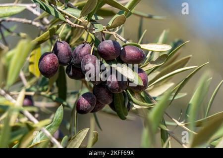 Bacche d'oliva mature tra fogliame su rami d'albero primo piano. Raccolta. Israele Foto Stock