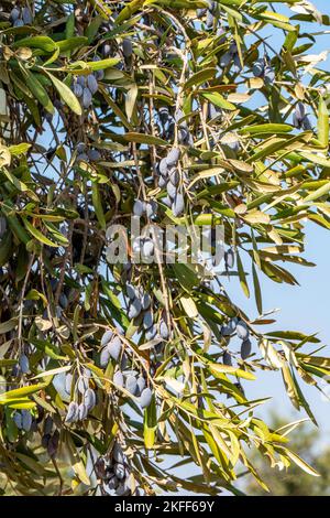 Bacche d'oliva mature tra fogliame su rami d'albero primo piano. Raccolta. Israele Foto Stock