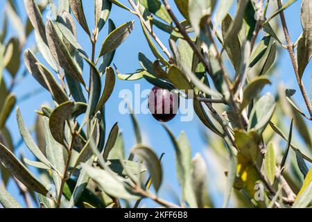 Bacche d'oliva mature tra fogliame su rami d'albero primo piano. Raccolta. Israele Foto Stock