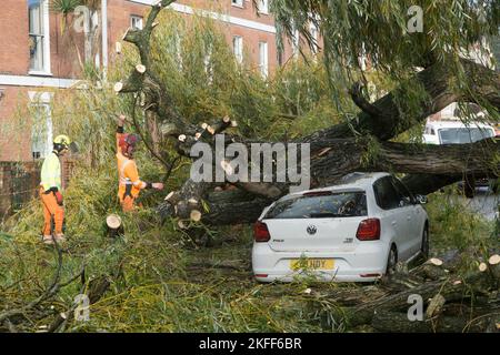 Exeter, Regno Unito, 18 novembre 2022: Dopo diversi giorni di piogge intermittenti, un grande salice piangente cadde di notte attraverso Longbrook Street, schiacciando un'auto e bloccando il traffico. Gli operai del consiglio stavano sgombrando l'albero durante la mattina. Anna Watson/Alamy Live News Foto Stock