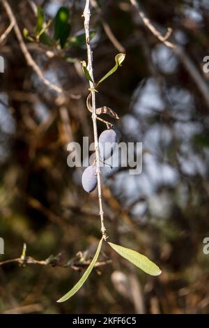 Bacche d'oliva mature tra fogliame su rami d'albero primo piano. Raccolta. Israele Foto Stock