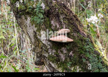 Poliporo di betulla, Piptoporus betulinus, fungo di staffa che cresce su betulla d'argento, pendola di Betula, presso la Riserva Naturale di Sculthorpe Moor a Norfolk. Foto Stock