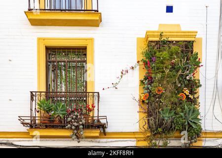 Balconi splendidamente decorati con fiori in vaso nel centro storico di Siviglia Foto Stock